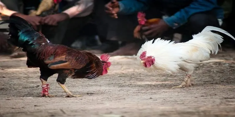 C4 Live Cockfights