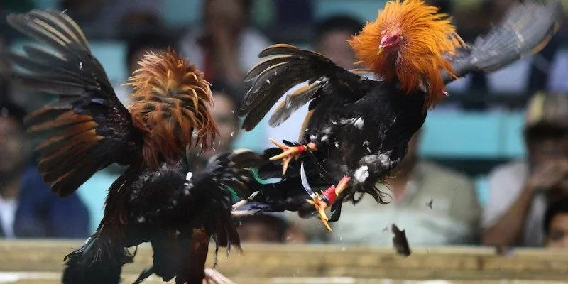 C4 Live Cockfights