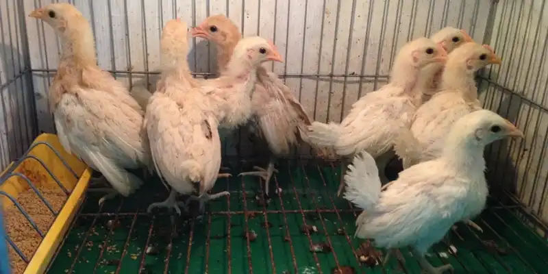 Raising American Gamefowl Chicks 