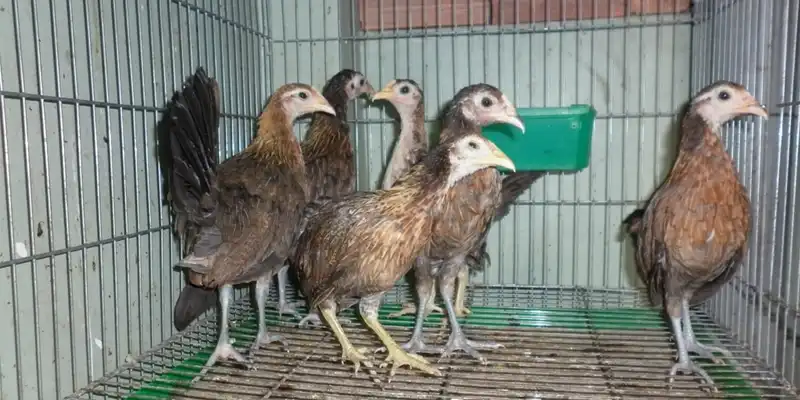 Lông nuôi gà Mỹ con