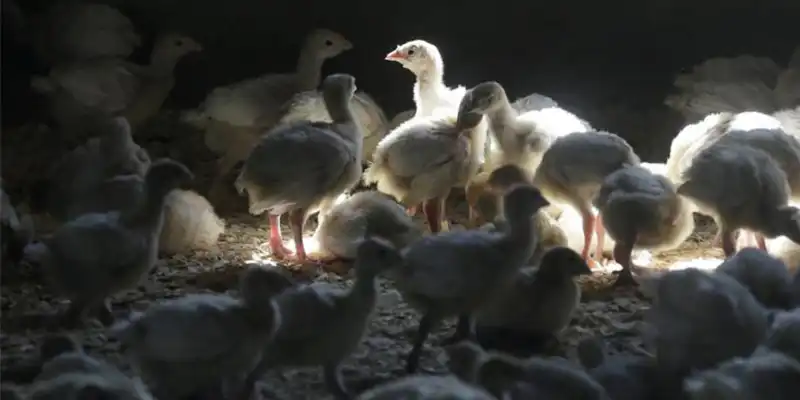 Raising American Gamefowl Chicks